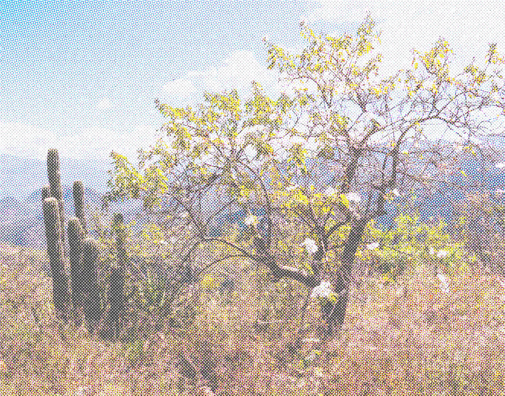 Por estos meses florecen los&nbsp;cazahuates